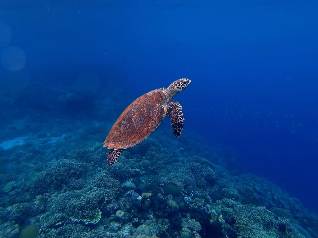 Viajar a San andrés Isla, viaje de conexión con la naturaleza y el mar a san andres, viajes a san andres, que hacer en san andres isla, conectar con el mar de san andres, bucear en san andres, retiro espiritual san andres isla vuelve al ser juan camilo mendez